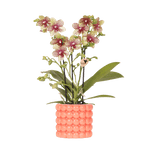 Oranje orchidee Grosetto met sierpot, vers van de kweker, plant in pot