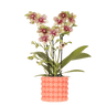 Oranje orchidee Grosetto met sierpot, vers van de kweker