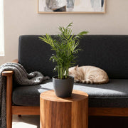 Chamaedorea elegans met grijze pot