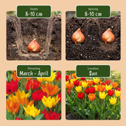 Tulipa praestans mix bloembollen, foto 4