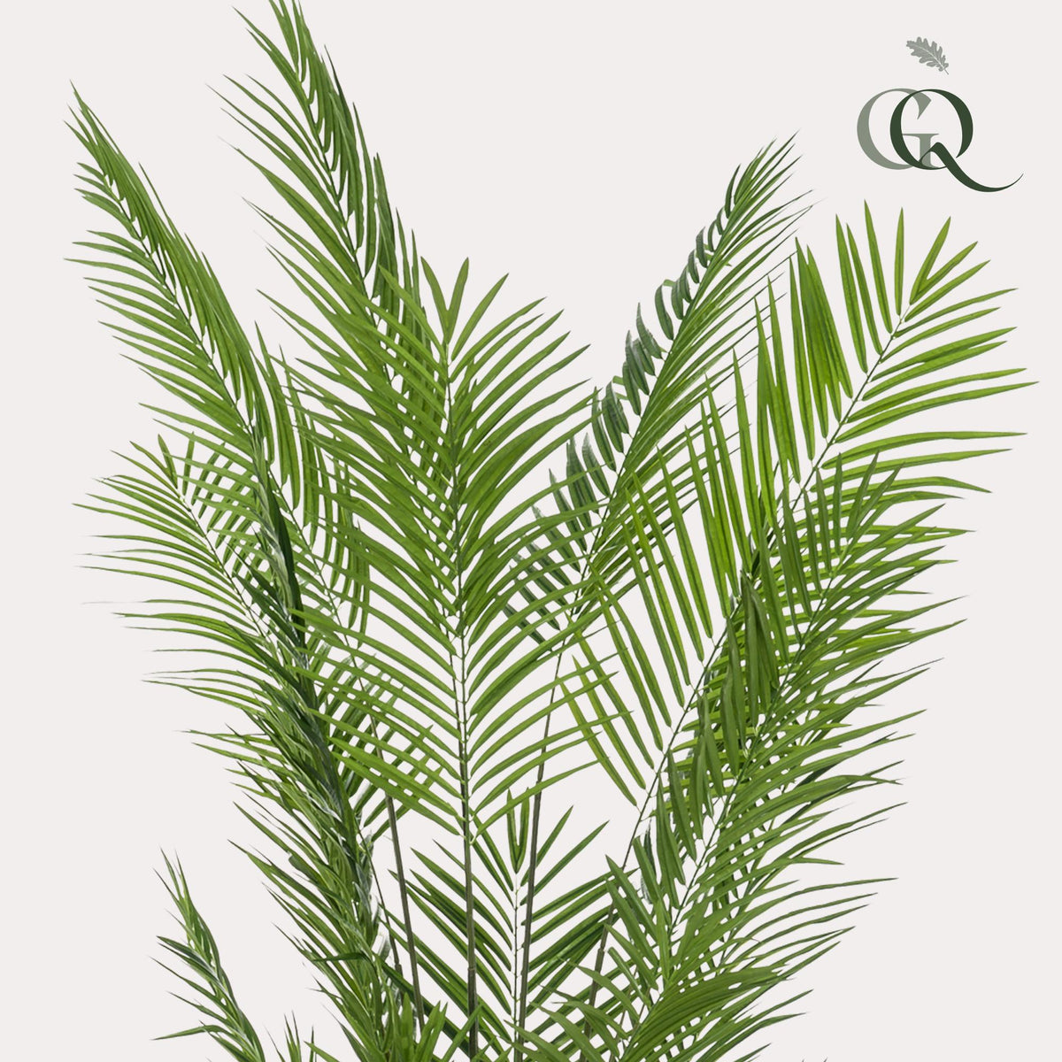 Kunstplanten - Areca Lutescens - Goudpalm, detail van het blad