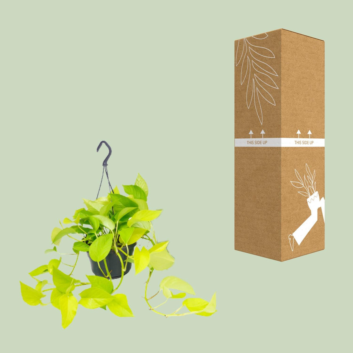 Detailfoto van Epipremnum 'Golden Pothos', geelgroen gemarmerd blad, 25 cm