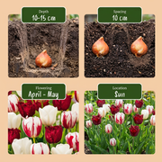 Tulp &