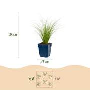 Stipa tenuissima Ponytails - Vedergras - Groenblijvend - Groen - 6 Planten