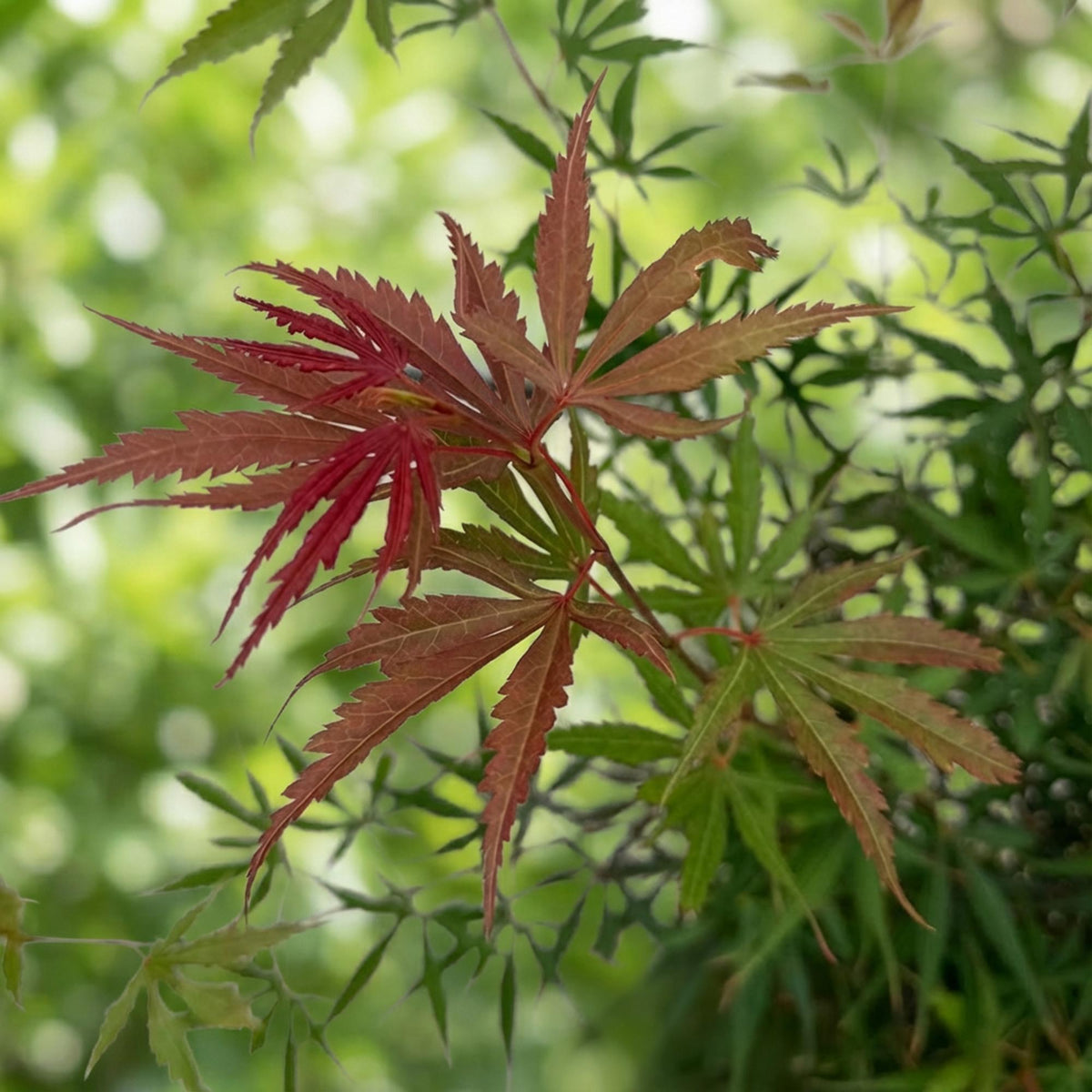 Acer palmatum Jerre Swarts, groeiwijze van de plant