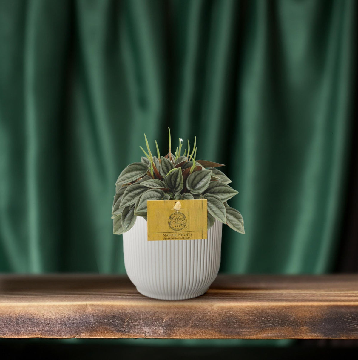 Productfoto van Peperomia Napoli Nights