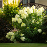 Hydrangea panniculata Limelight