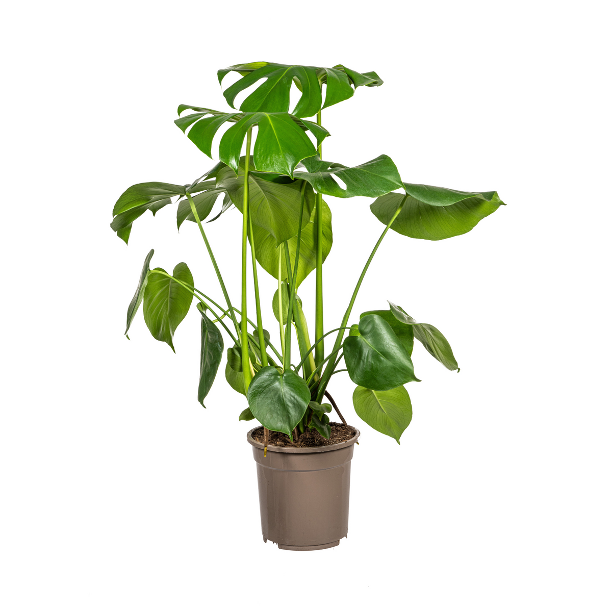Monstera Deliciosa Tauerii, plant in pot