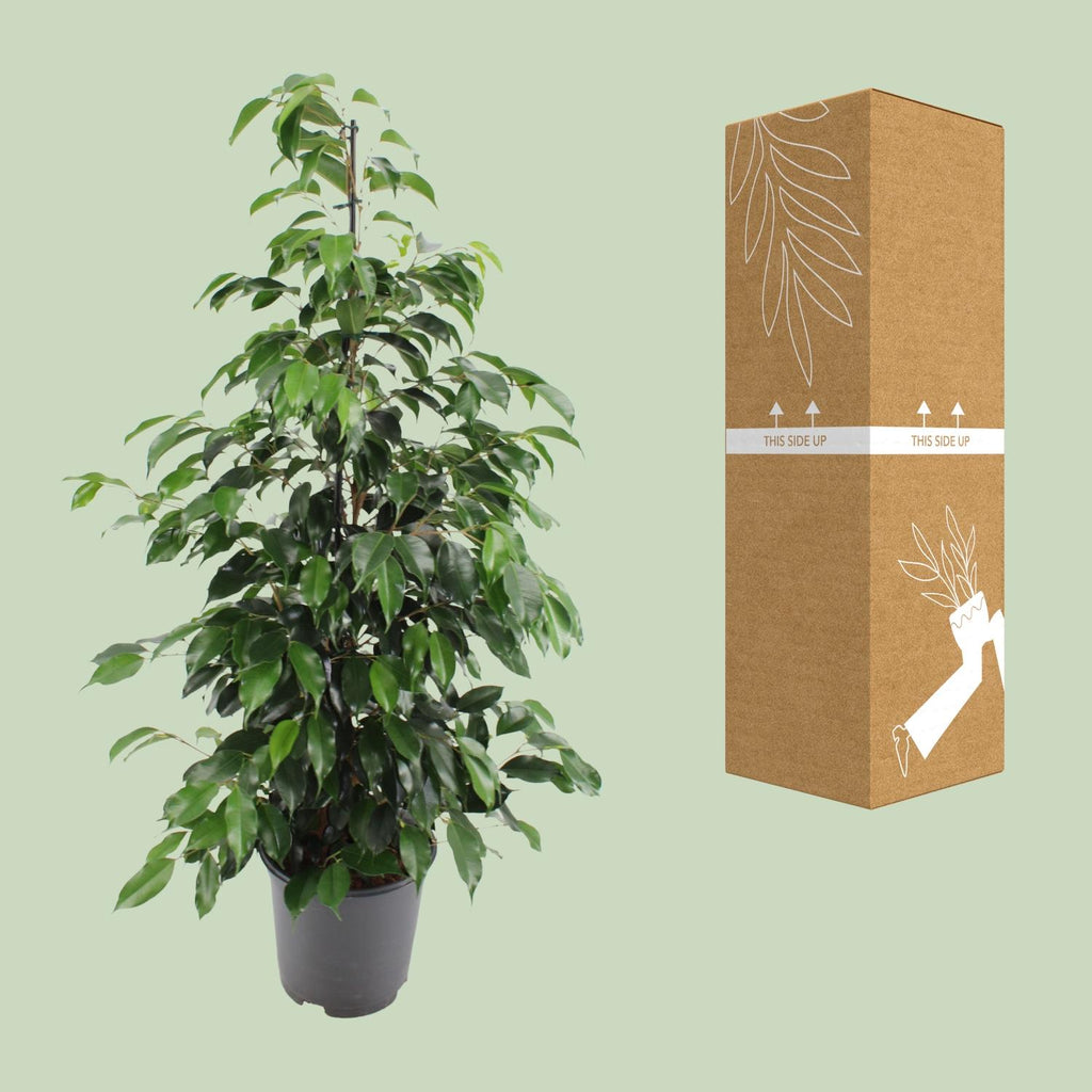 Ficus benjamina Danielle, kenmerkend blad