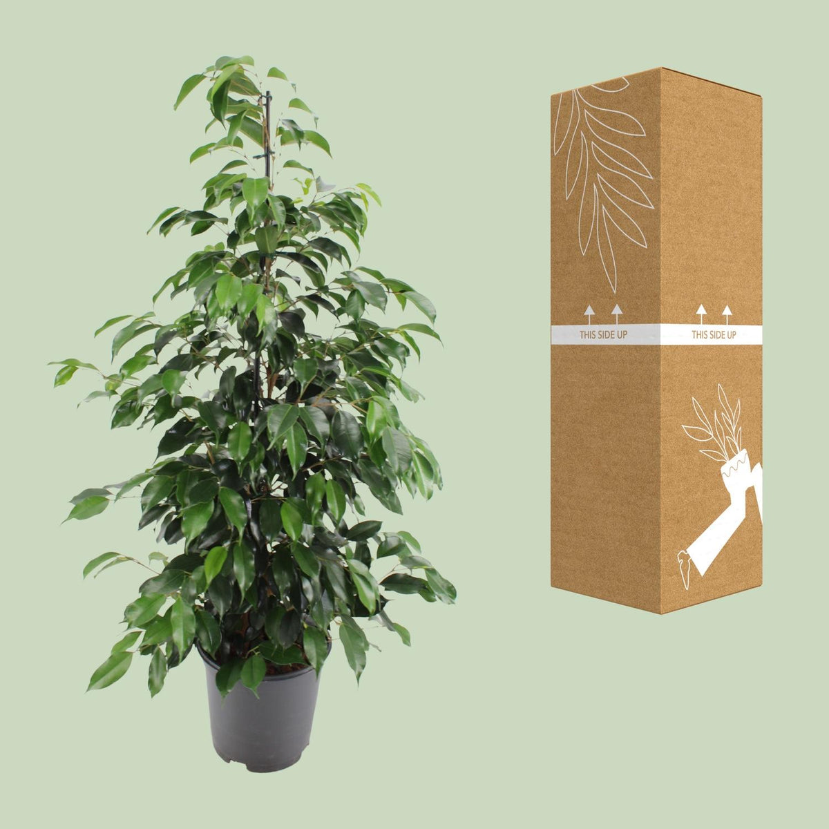 Ficus benjamina Danielle, kenmerkend blad
