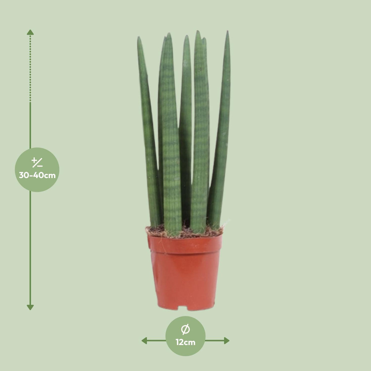 Productafbeelding van Pureplant