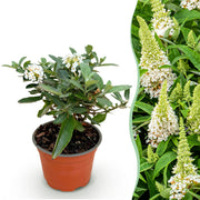 Vlinderstruik Butterfly Candy Little White