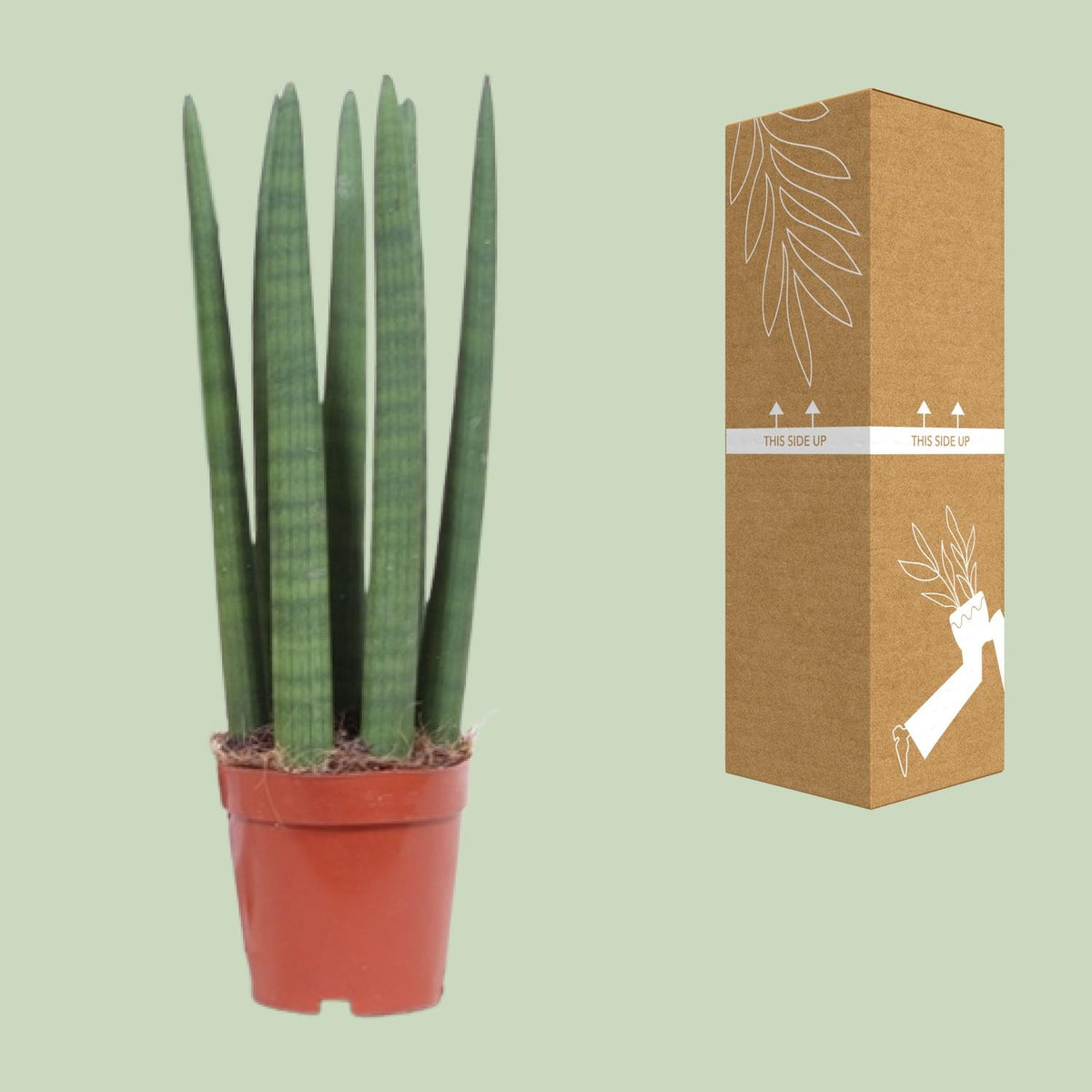 Sansevieria Recht, plant in pot