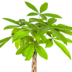Pachira Aquatica, groeiwijze van de plant