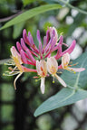 Lonicera periclymenum 'Belgica'