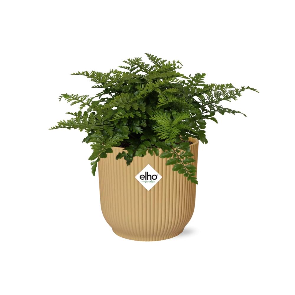 Asplenium Parvati in ELHO Vibes Fold 14cm geel, groene bladeren