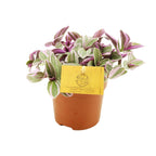 Detailfoto van Tradescantia Sweetness