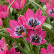 Tulp &