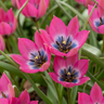Tulp 'Little Beauty' bloembollen, roze