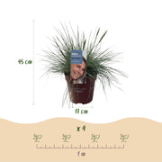 Festuca glauca Intense Blue, 50 cm hoog
