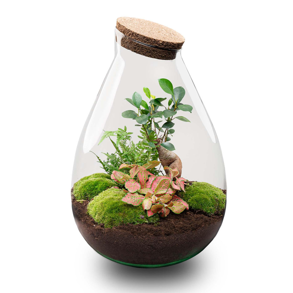 Detailfoto van DIY terrarium Drop XL Bonsai Red, zonder gereedschap