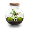 DIY Planten terrarium (met licht) - Teddy - Zonder gereedschap