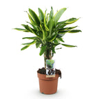 Dracaena fragrans Golden Coast, groene plant met kenmerkend blad