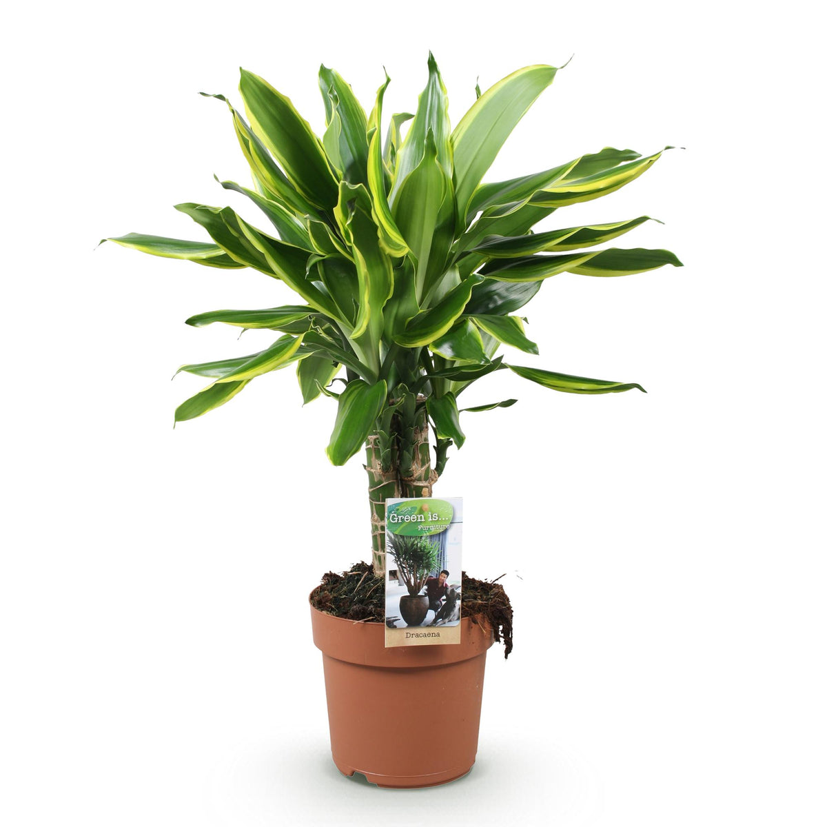 Dracaena fragrans Golden Coast, groene plant met kenmerkend blad