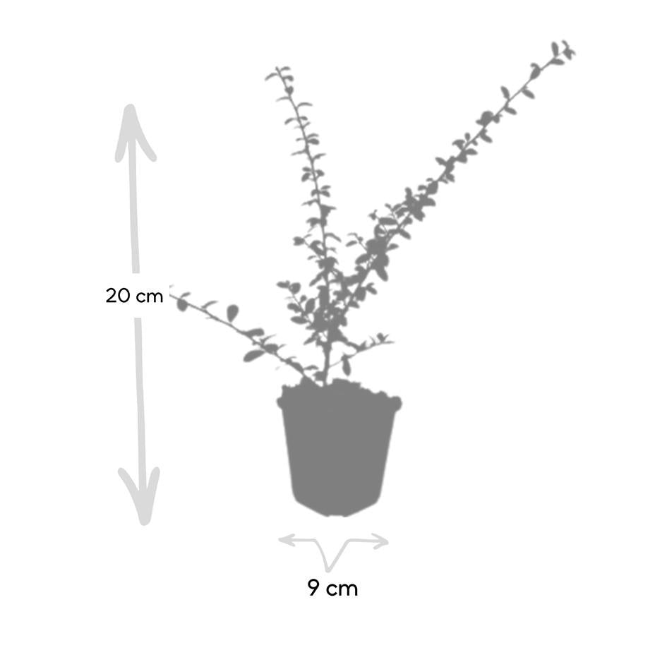 Cotoneaster suec. 'Coral Beauty', groeiwijze van de plant