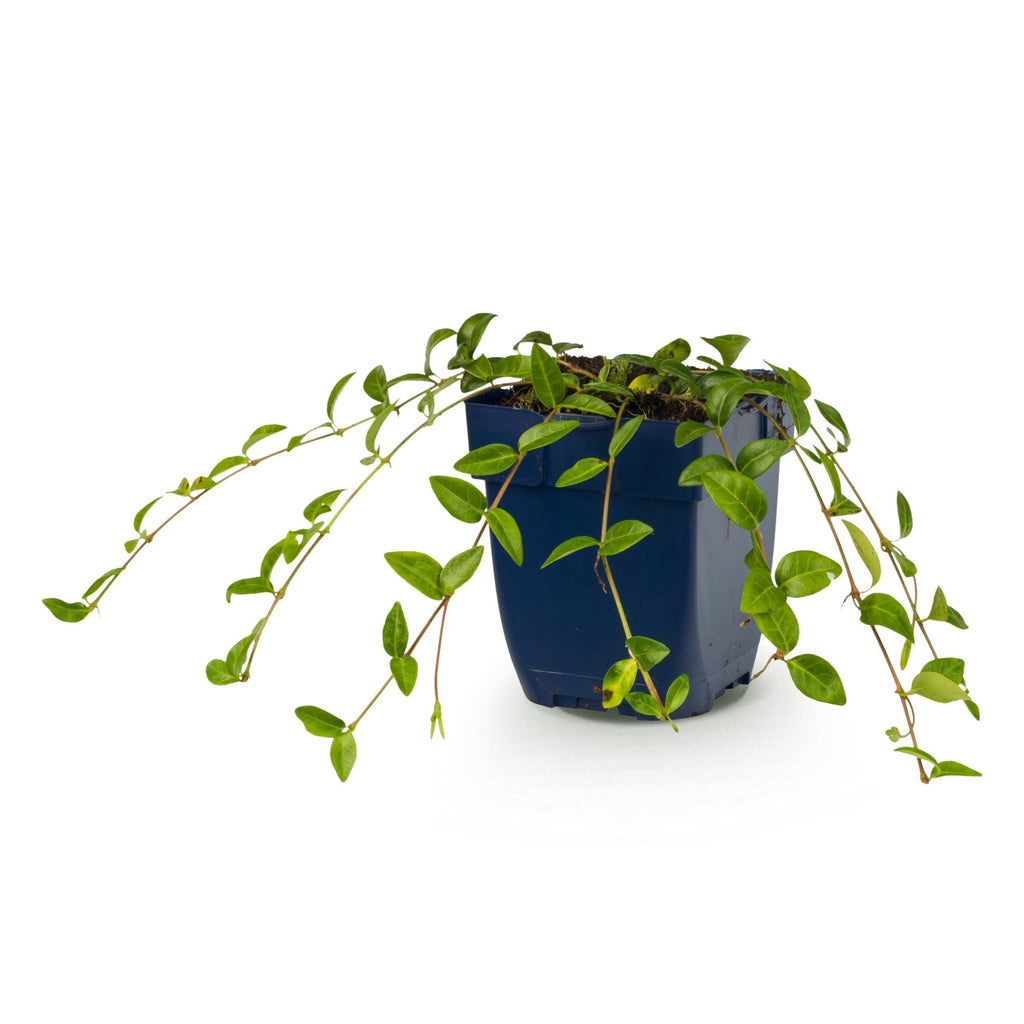 Vinca minor - kleine maagdenpalm, gezonde plant