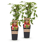 Frambozenplant Ottawa, fruitgewas voor de tuin, kenmerkend blad