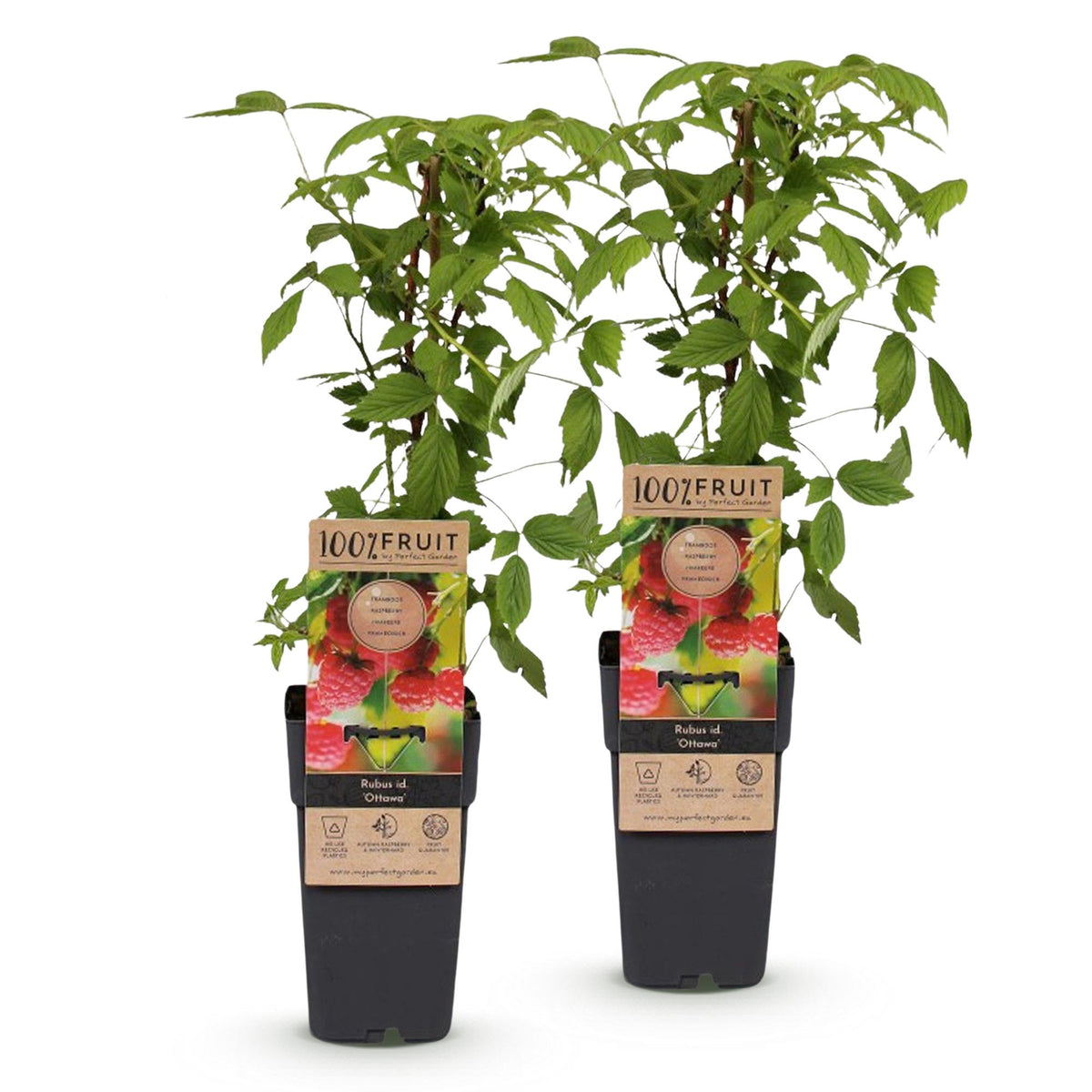 Frambozenplant Ottawa, fruitgewas voor de tuin, kenmerkend blad