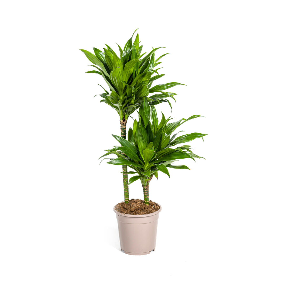 Dracaena Deremensis Green Jewel, plant in pot