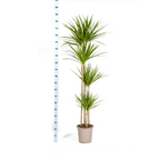 Dracaena Marginata Green, groeiwijze van de plant