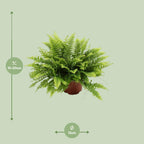 Detailfoto van Nephrolepis Boston Green Moment