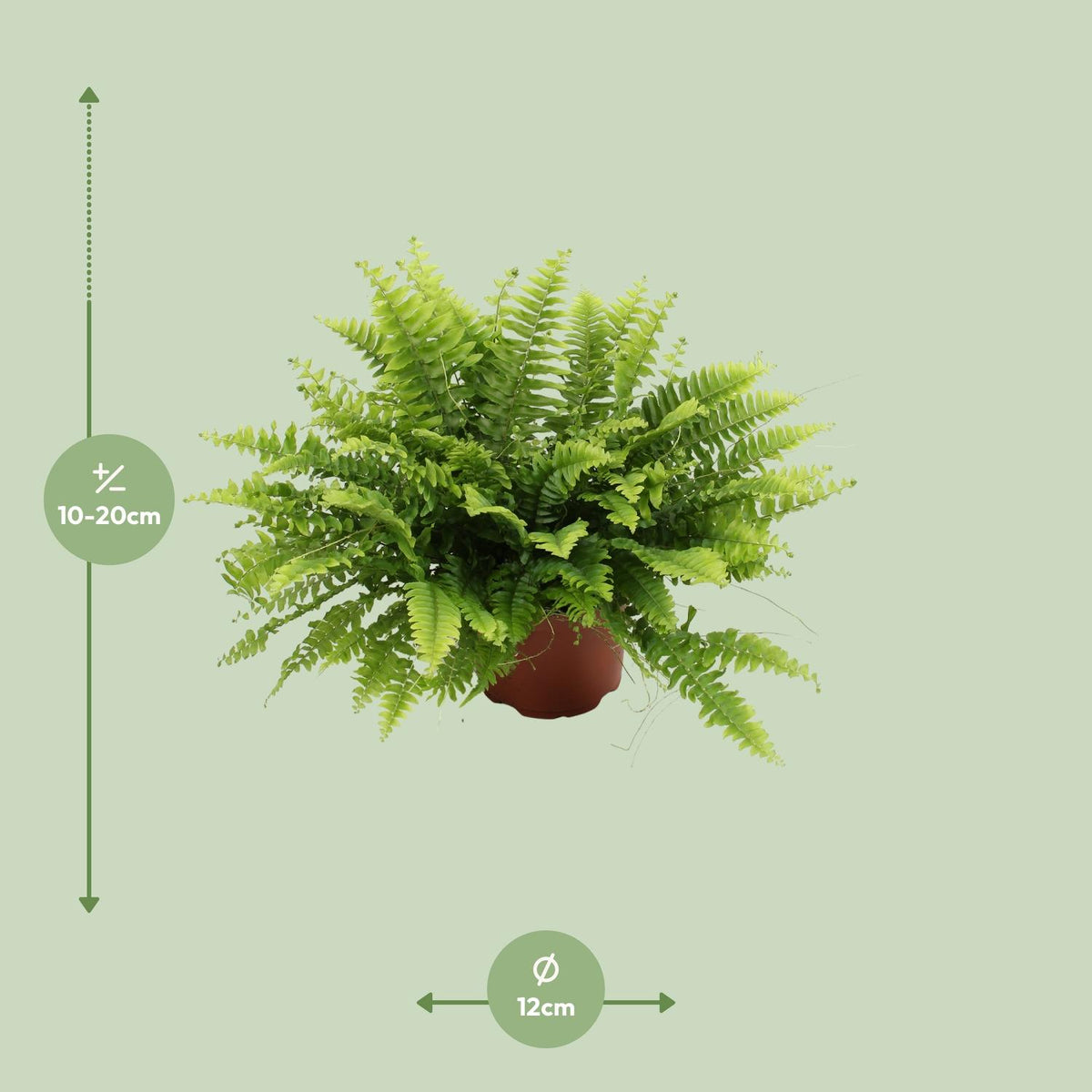 Detailfoto van Nephrolepis Boston Green Moment