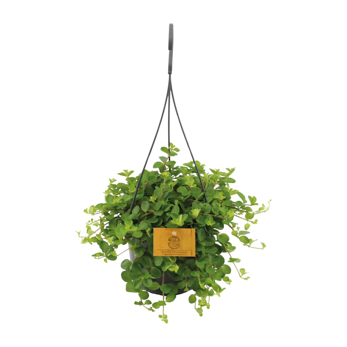 Productfoto van Peperomia Rotundifolia