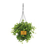 Peperomia Rotundifolia