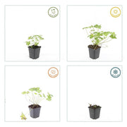 Geranium &