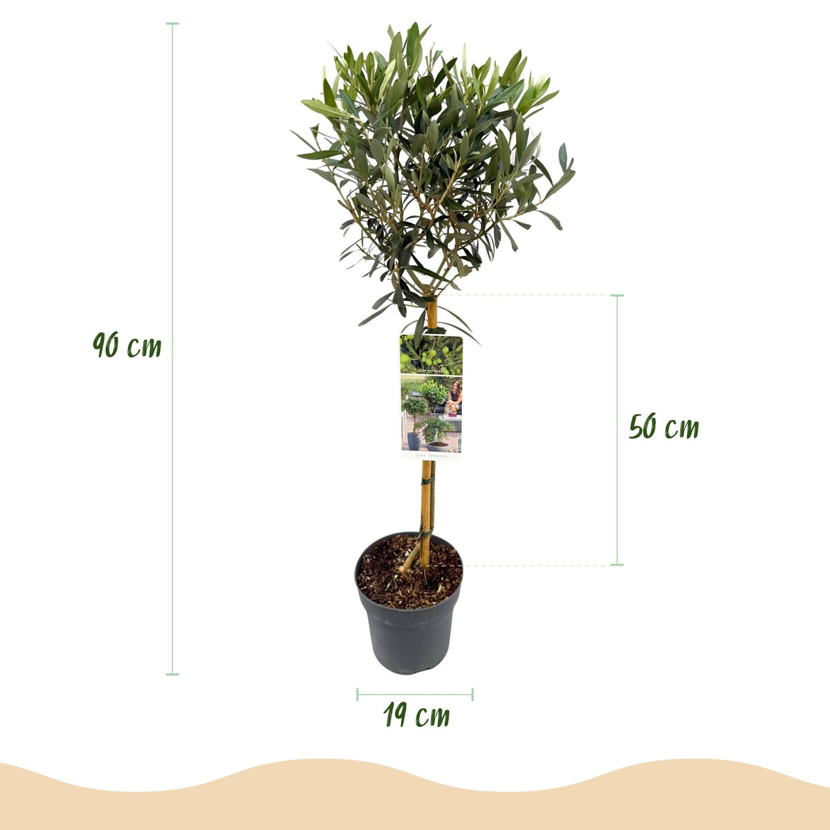 Olea Europaea, groene bladeren
