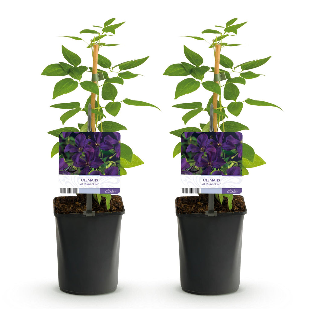 Clematis vit. Polish Spirit, plant voor tuin en border