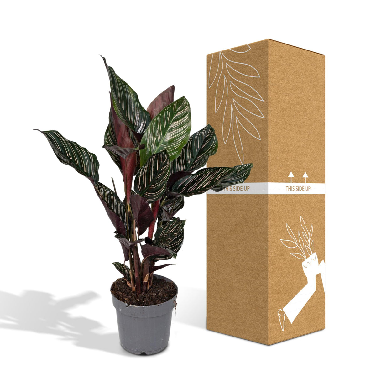 Calathea ornata, kamerplant met gestreept blad, 50 cm hoog, groene bladeren
