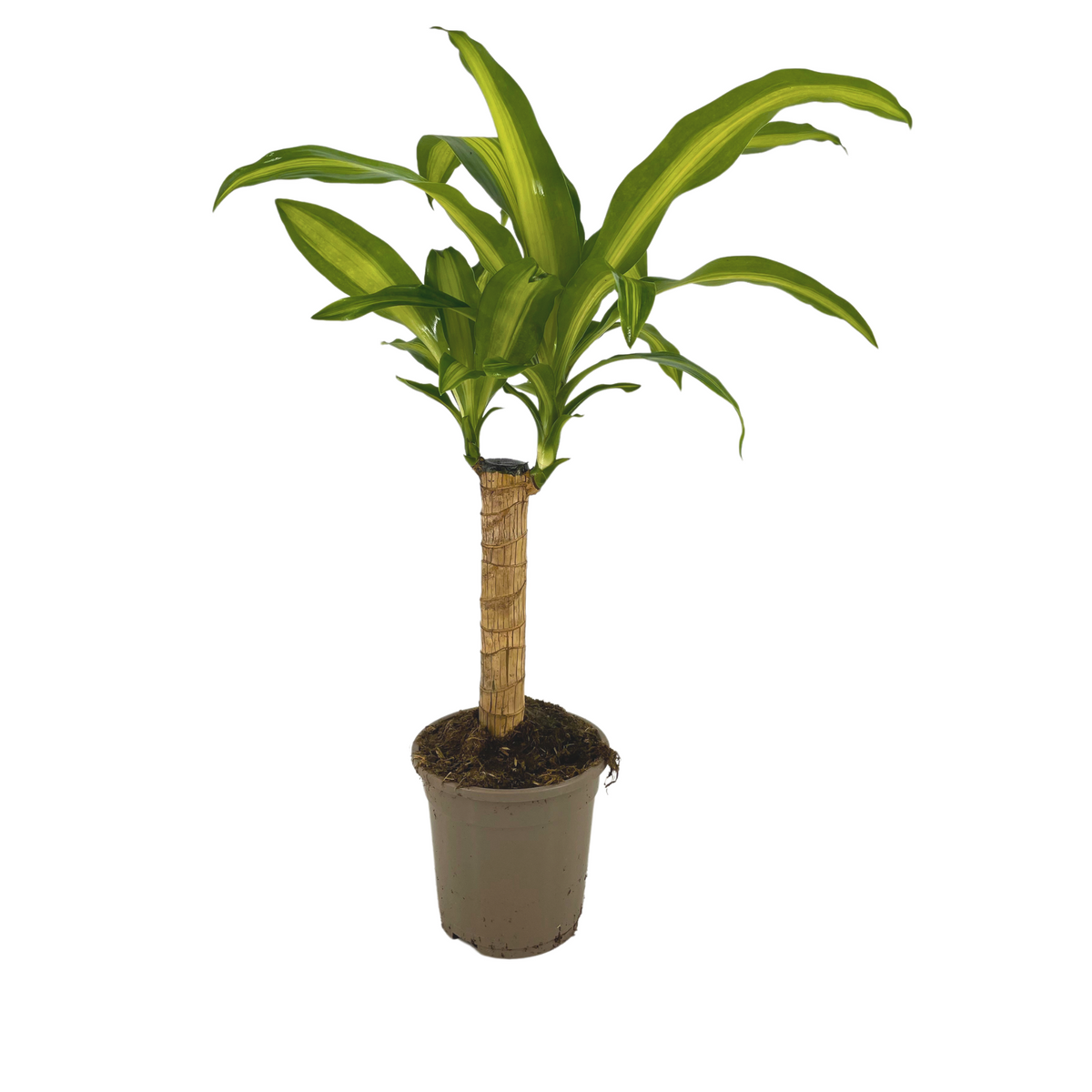 Productafbeelding van Pureplant