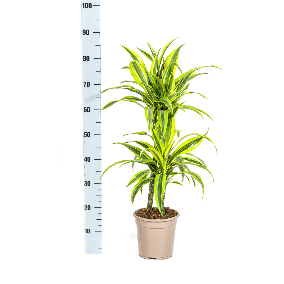 Dracaena Deremensis Lemon Lime, detail van het blad