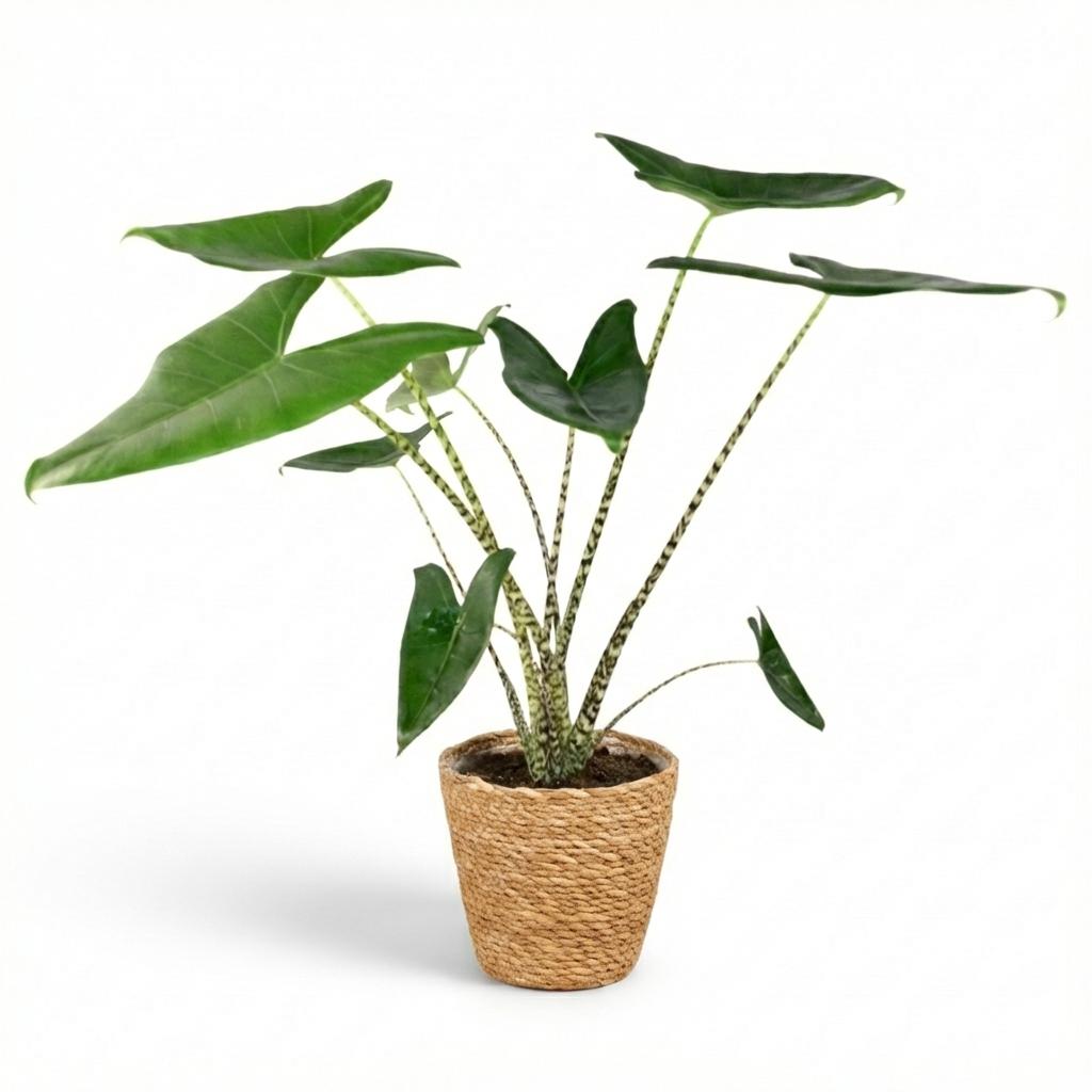 Olifantsoor Zebrina, plant in pot