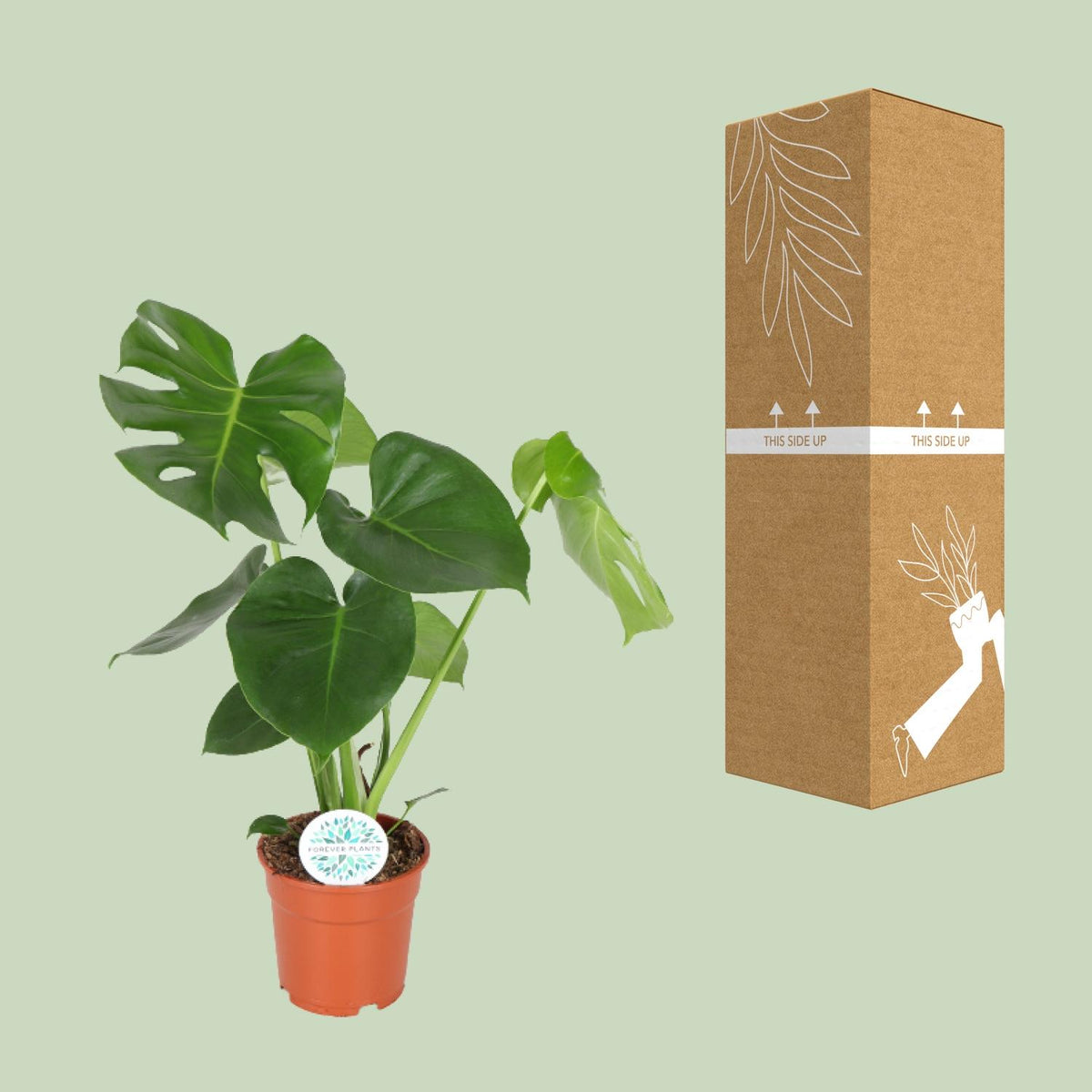 Detailfoto van Monstera deliciosa, gatenplant met glanzend blad, 55 cm hoog