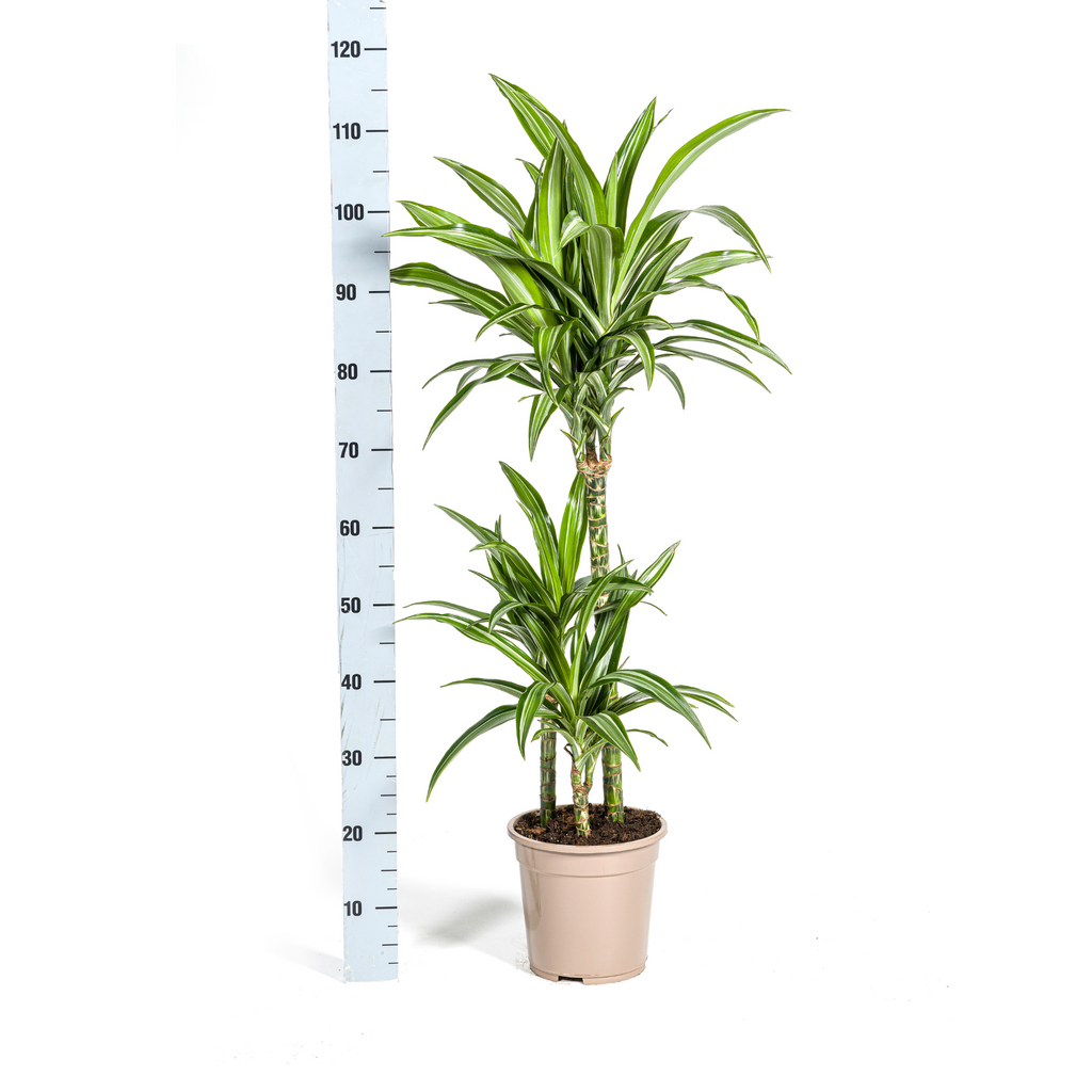 Dracaena Deremensis White Stripe met mand, detail van het blad