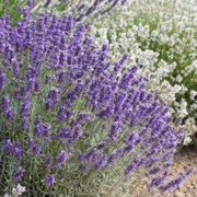 Lavendel Lavandula &