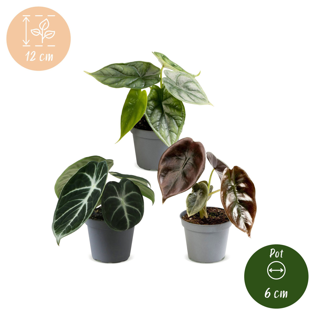 3x Baby Alocasia Tricolour - Rood - Groen - Zwart - Tropisch - Ø6cm - ↕12cm, groeiwijze van de plant