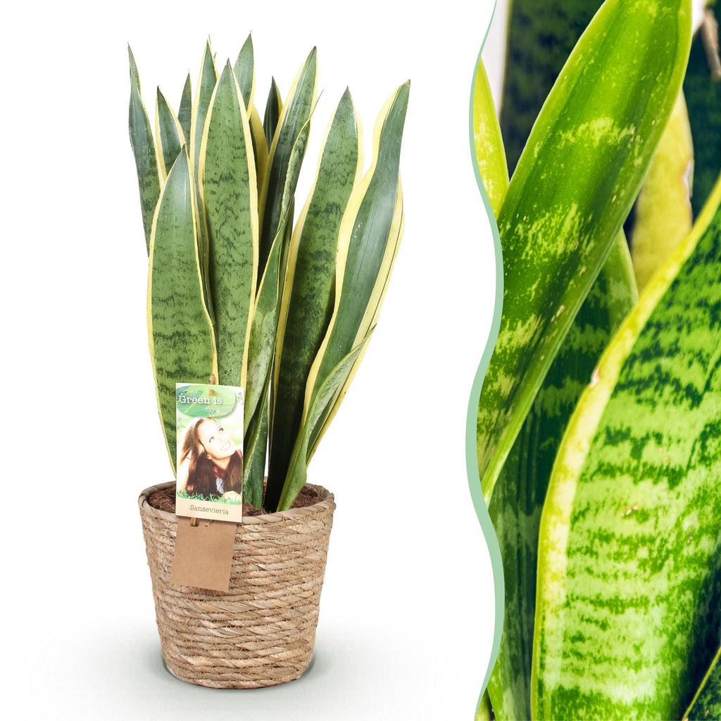 Sansevieria Laurentii, kenmerkend blad